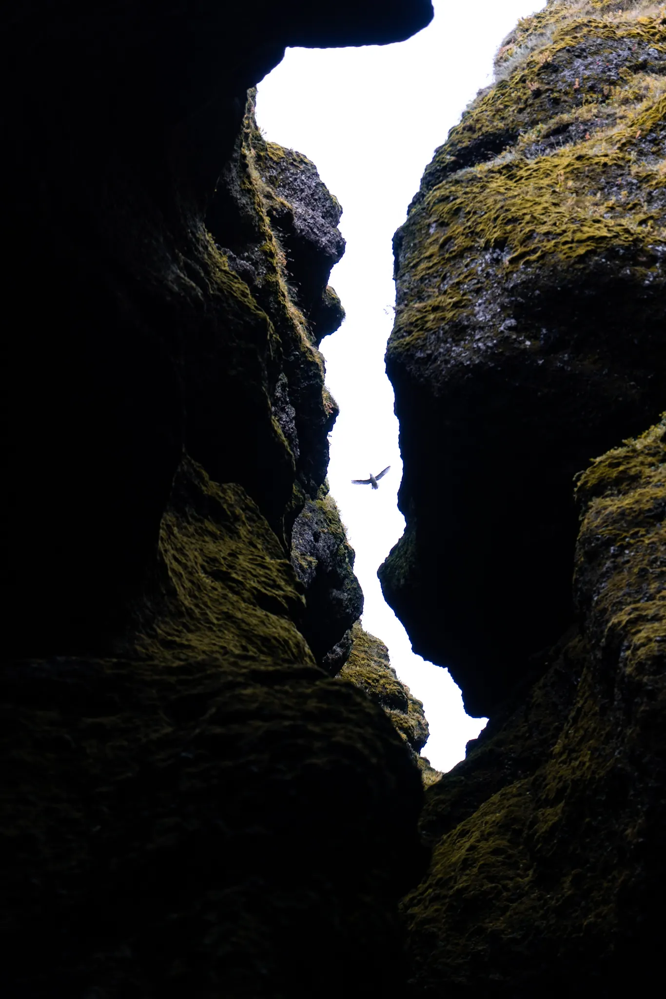 Bird in an Icelandic gorge — the form behind the Flywheel Motion mark